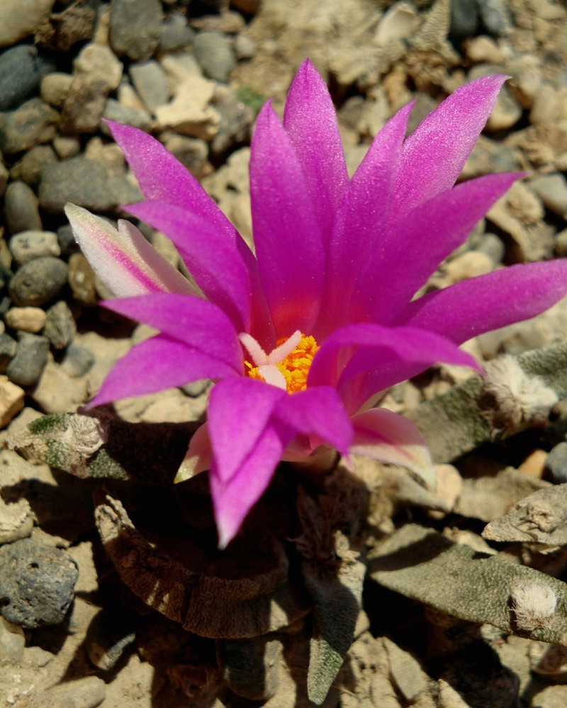 Ariocarpus agavioides photo 4