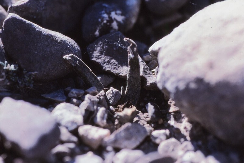 Ariocarpus agavioides photo 6