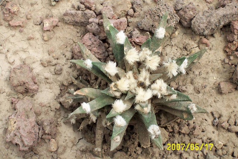 Ariocarpus agavioides photo 7