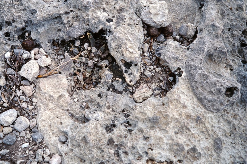 Ariocarpus agavioides photo 8