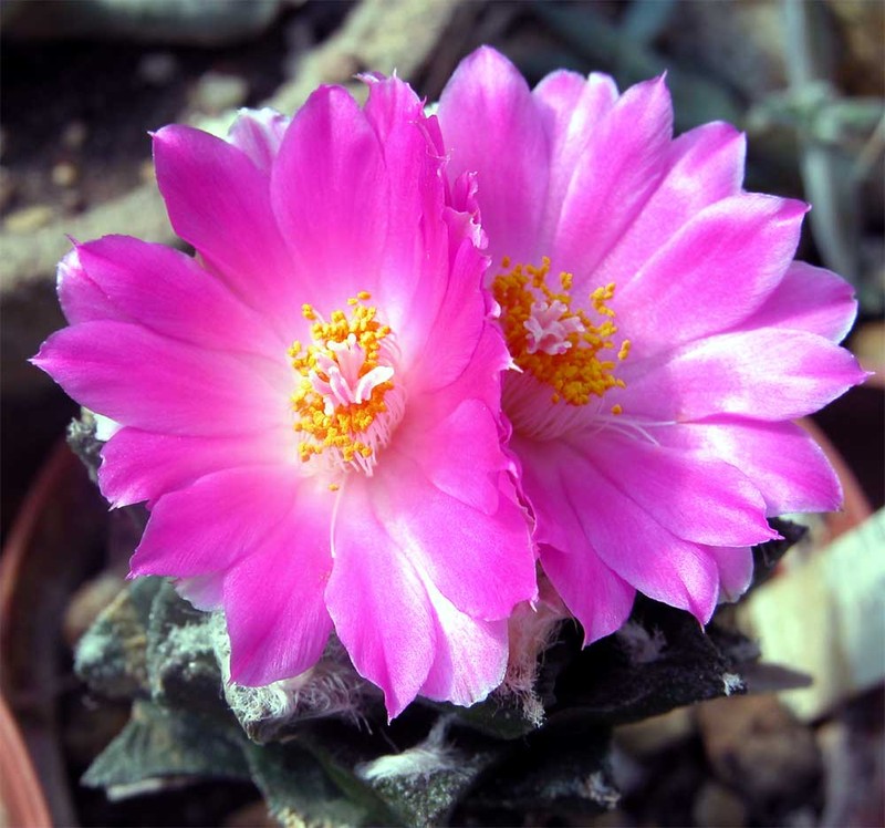 Ariocarpus bravoanus