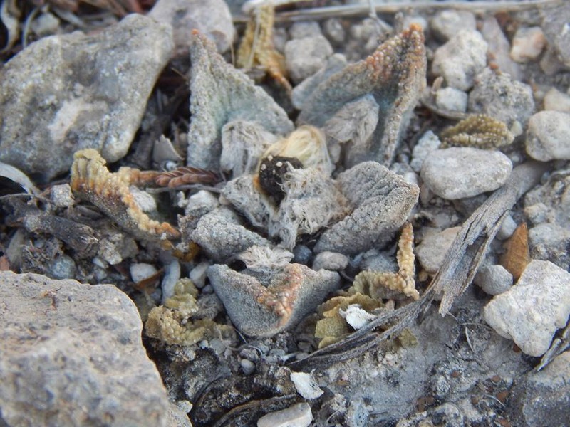 Ariocarpus bravoanus photo 2
