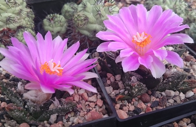 Ariocarpus bravoanus photo 3