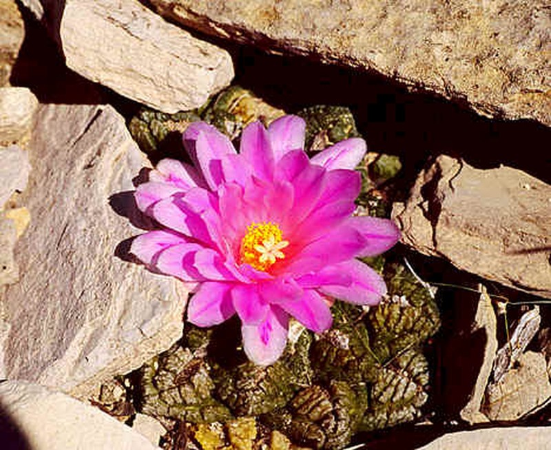 Ariocarpus bravoanus photo 4