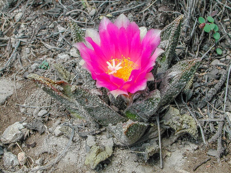 Ariocarpus bravoanus photo 5