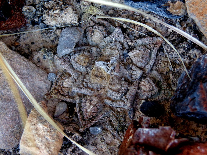Ariocarpus bravoanus photo 6