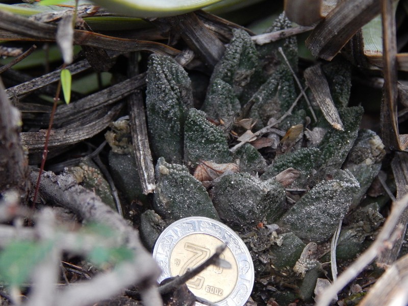 Ariocarpus bravoanus photo 7
