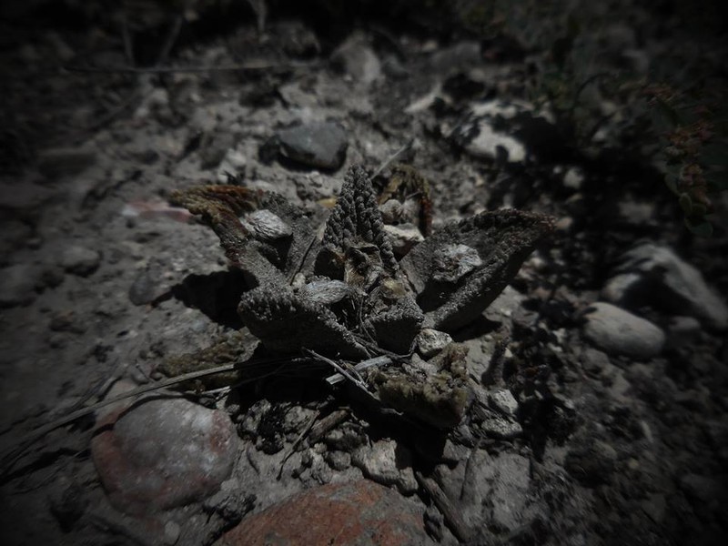 Ariocarpus bravoanus subsp. bravoanus