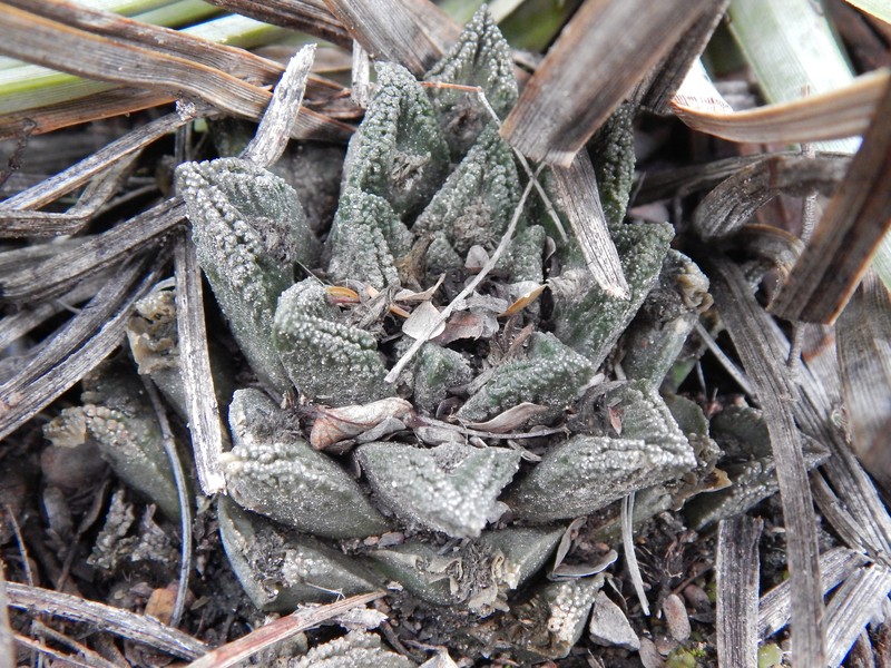 Ariocarpus bravoanus subsp. bravoanus photo 2