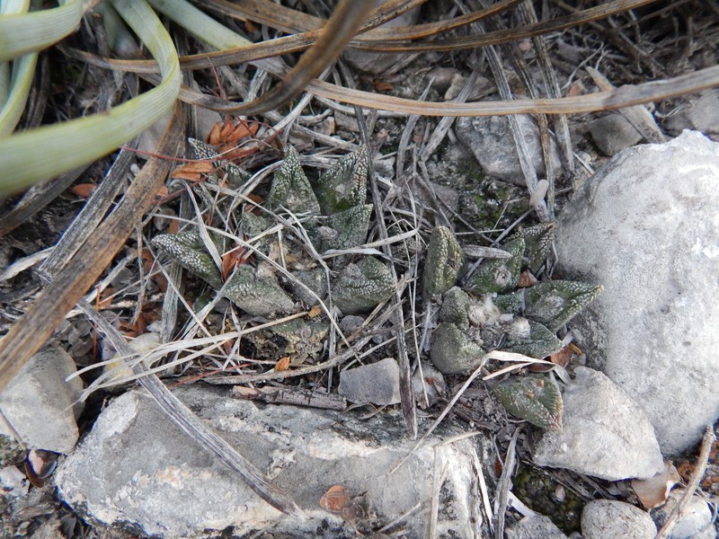 Ariocarpus bravoanus subsp. bravoanus photo 3