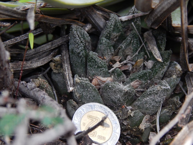 Ariocarpus bravoanus subsp. bravoanus photo 4