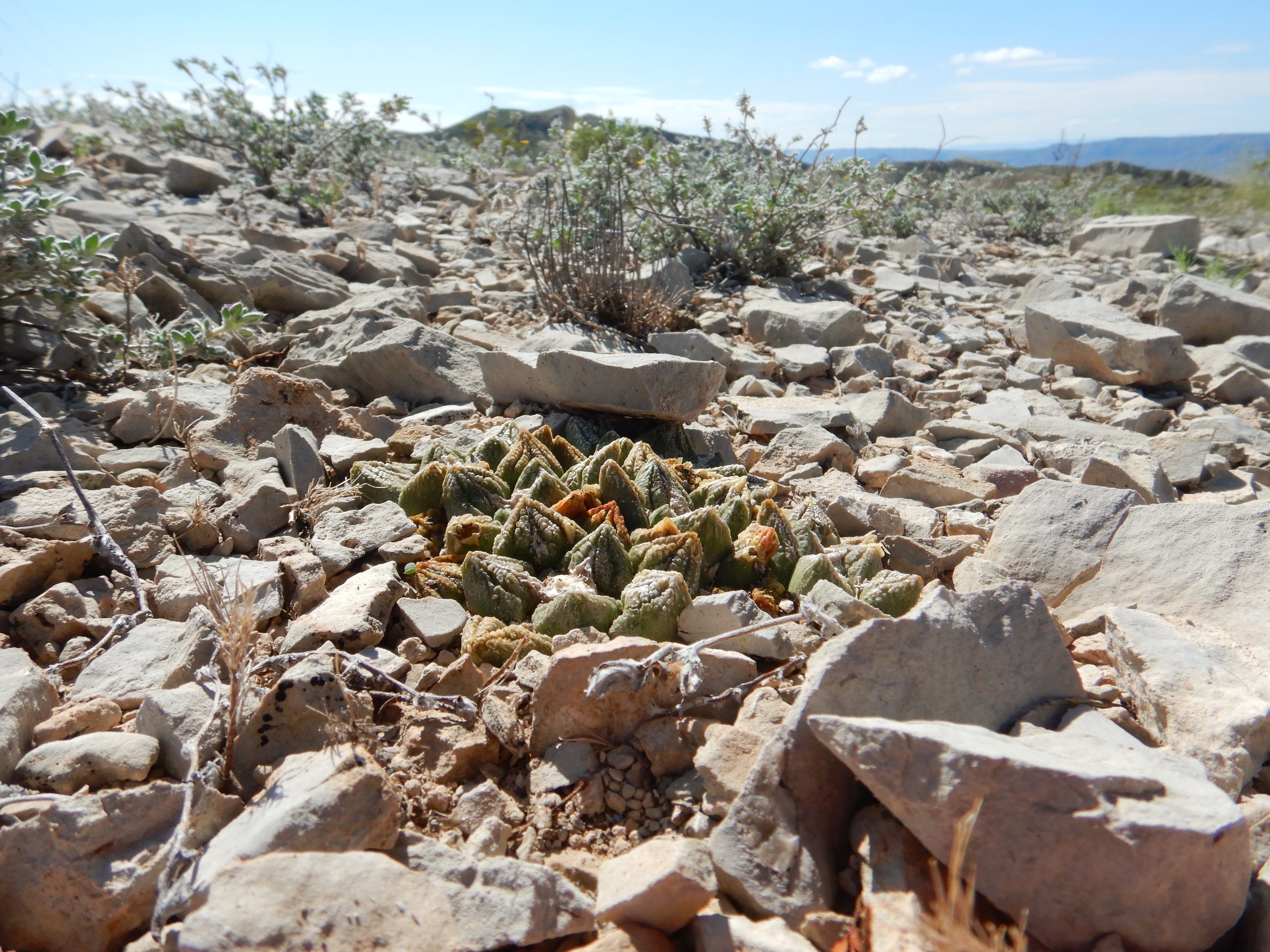 Chautle Livingrock photo 3