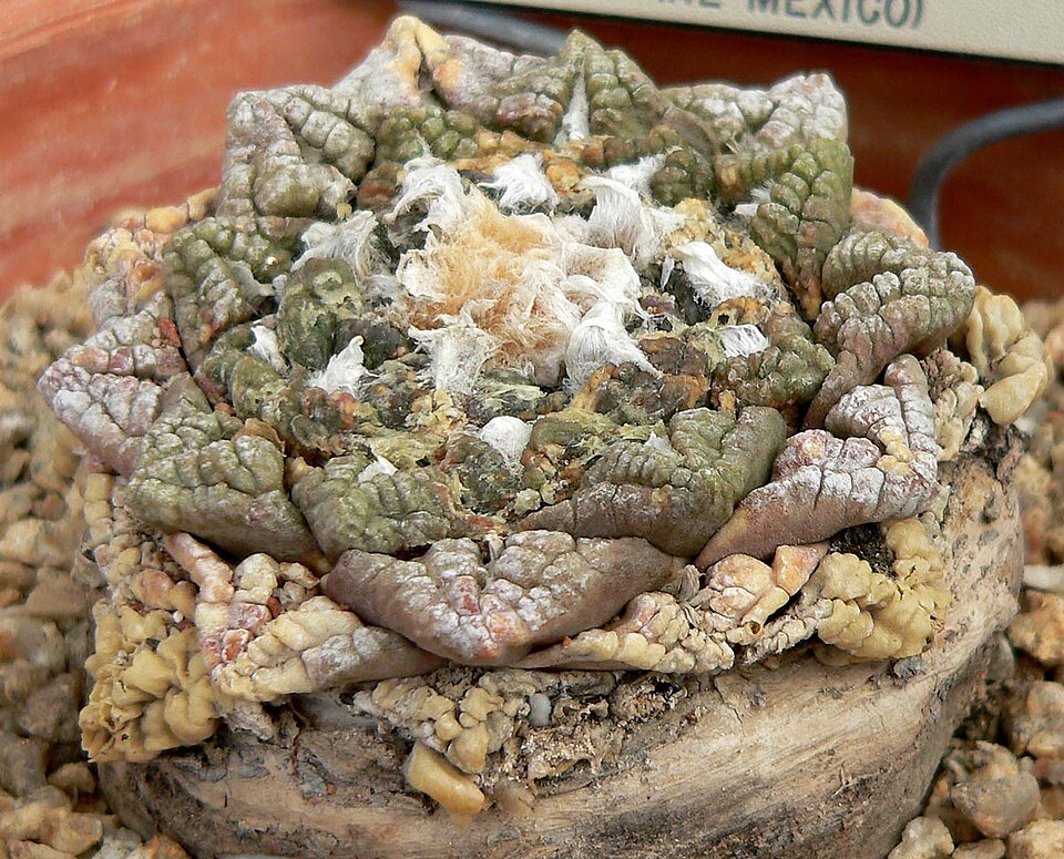 Chautle Livingrock photo 4