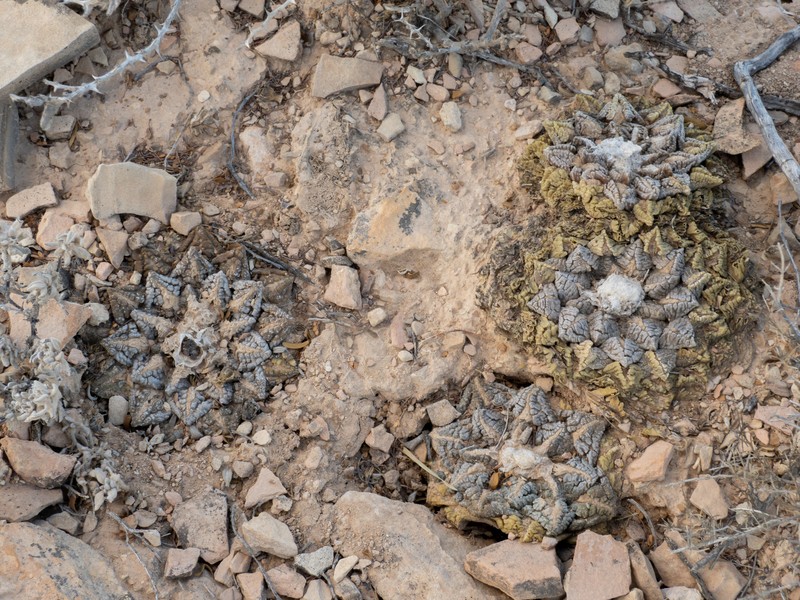 Chautle Livingrock photo 8