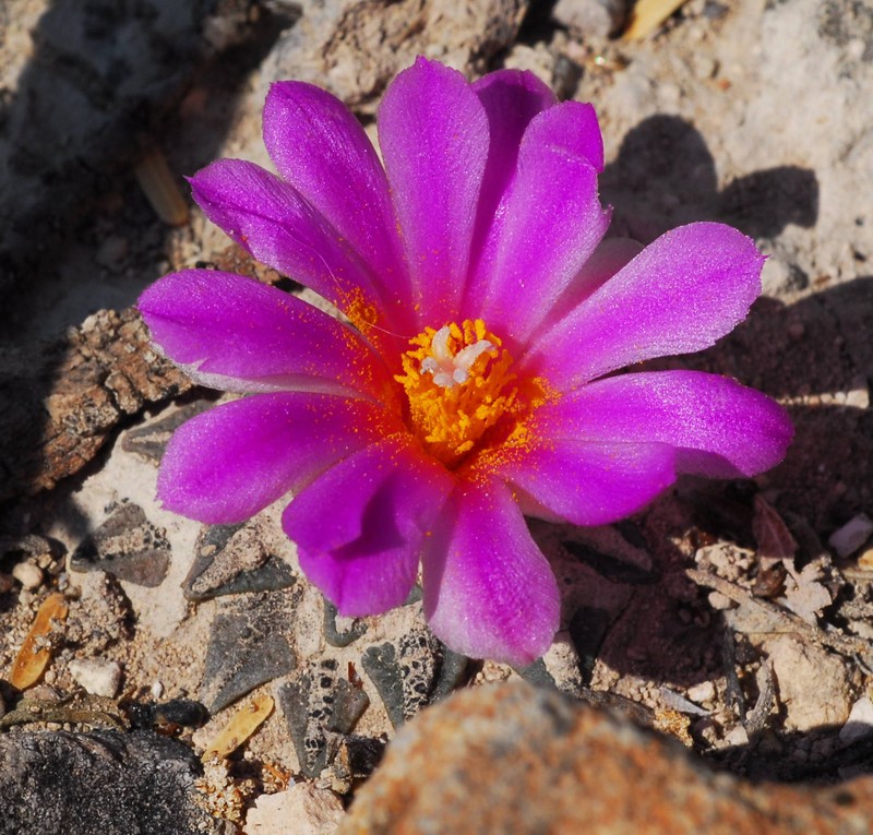 Ariocarpus kotschoubeyanus