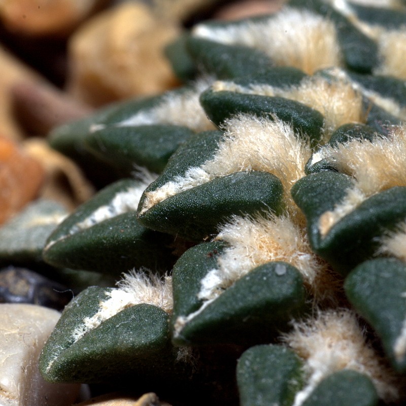 Ariocarpus kotschoubeyanus photo 2