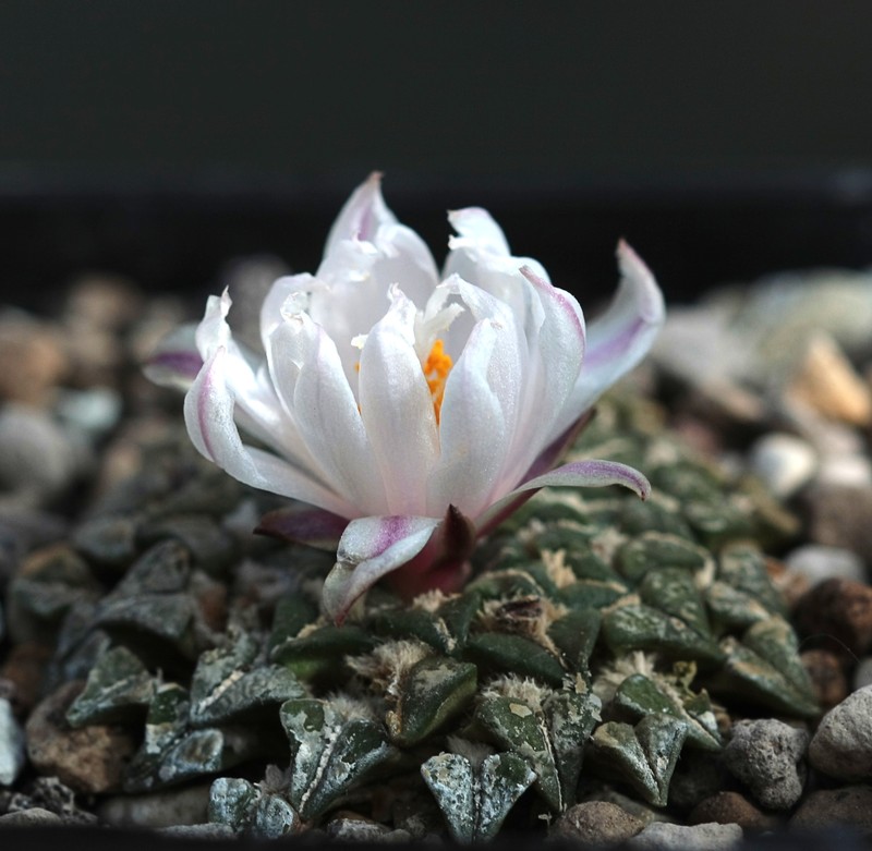 Ariocarpus kotschoubeyanus photo 3