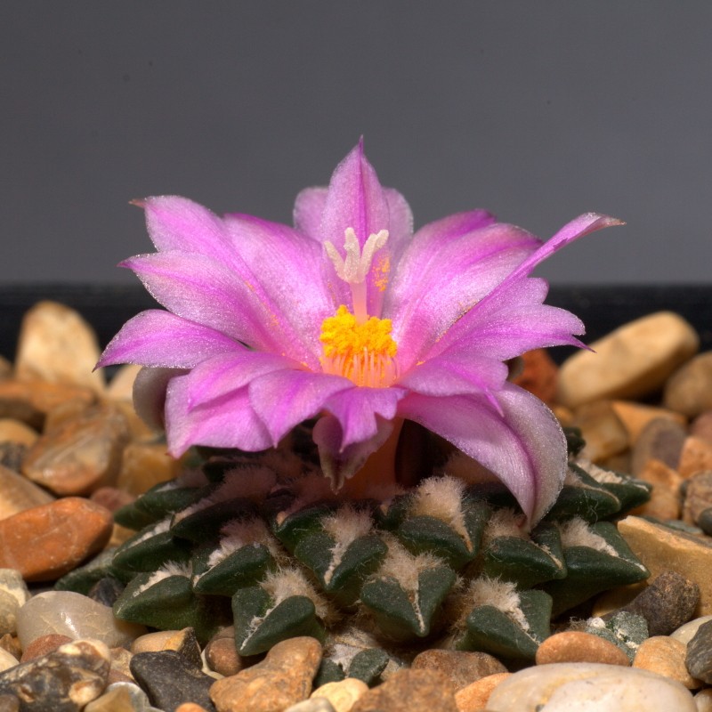 Ariocarpus kotschoubeyanus photo 4