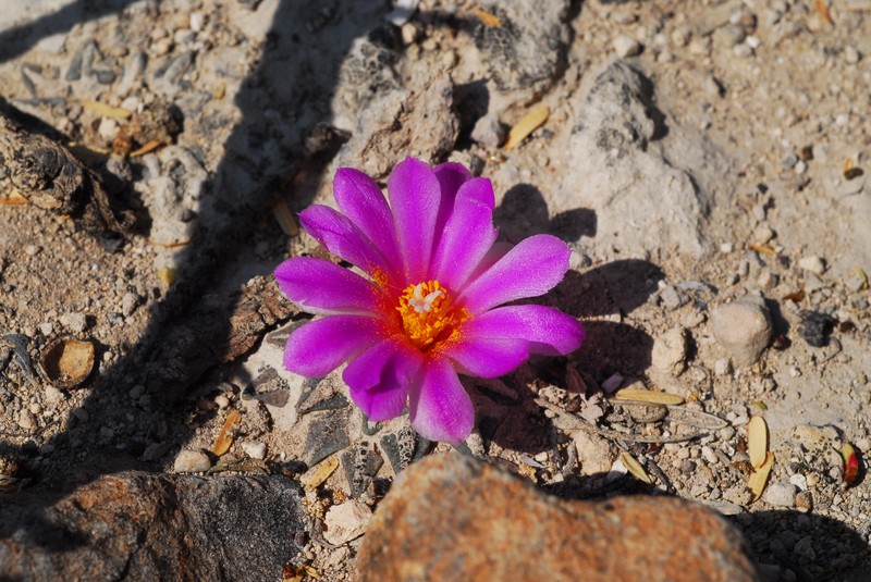 Ariocarpus kotschoubeyanus photo 5