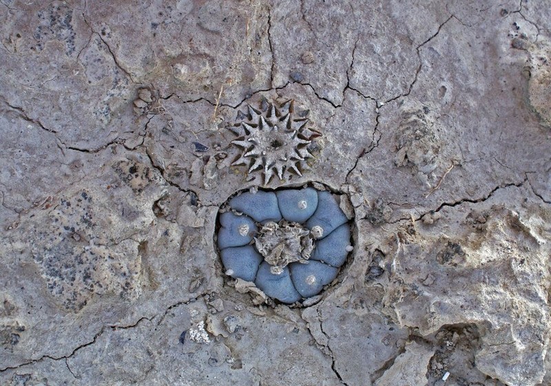 Ariocarpus kotschoubeyanus photo 8