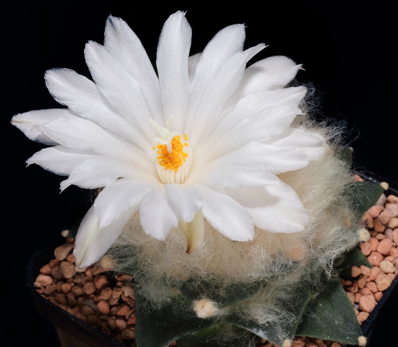 Ariocarpus retusus