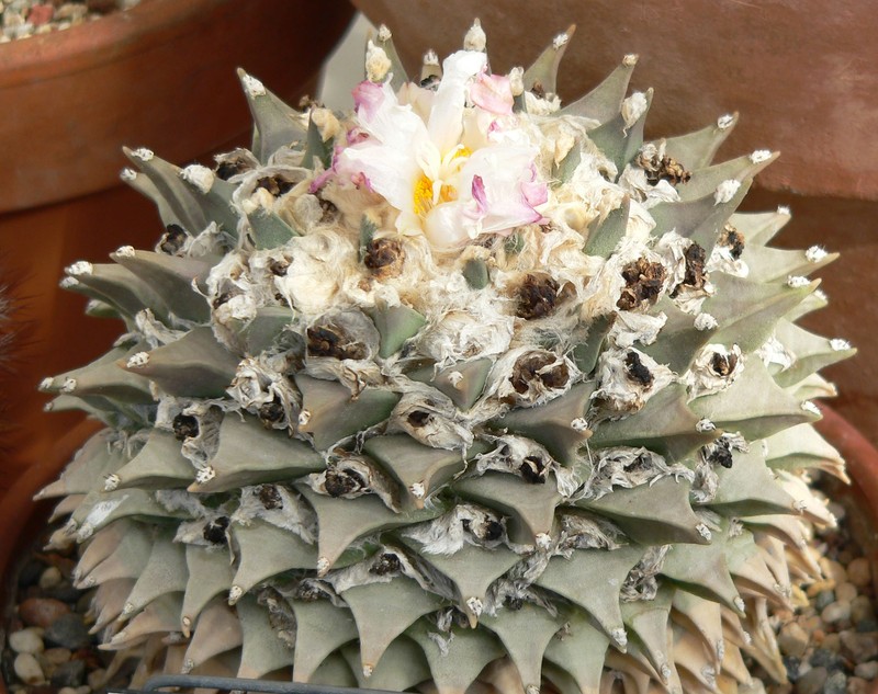 Ariocarpus retusus photo 2