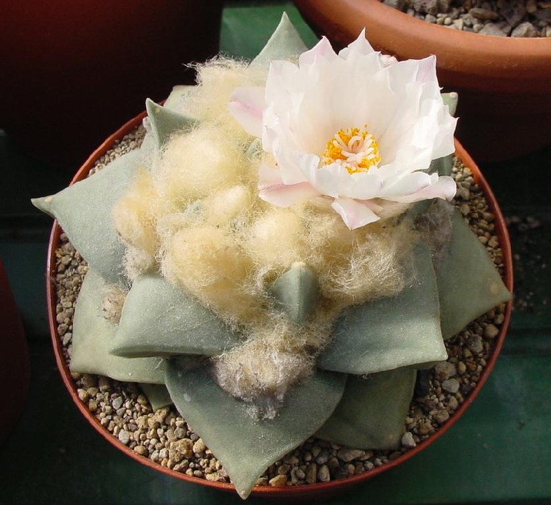 Ariocarpus retusus photo 3