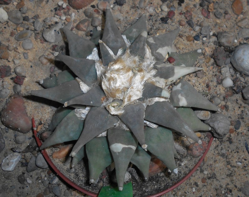 Ariocarpus retusus photo 4