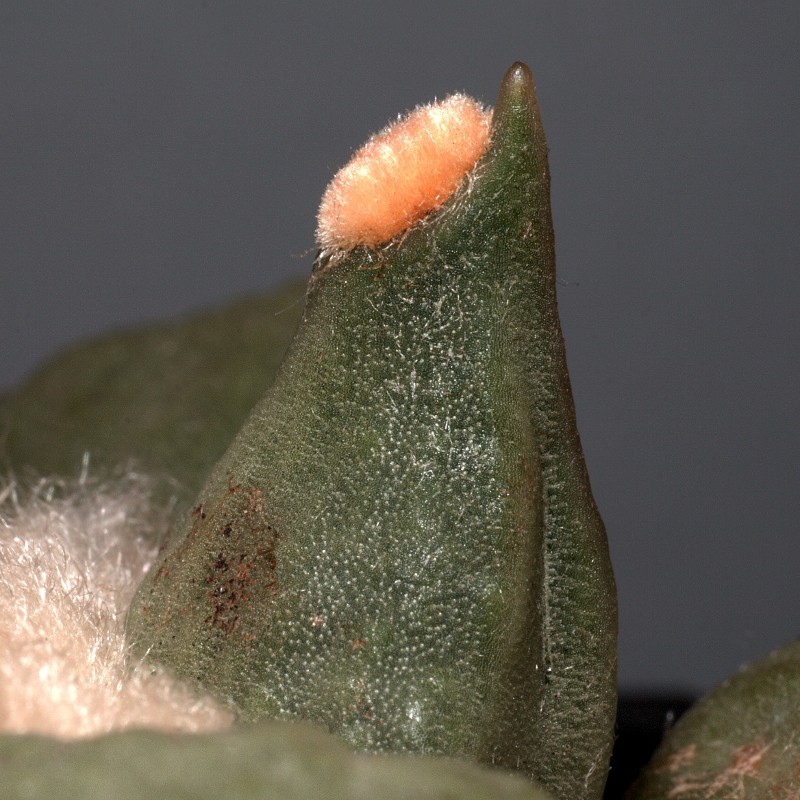 Ariocarpus retusus photo 5