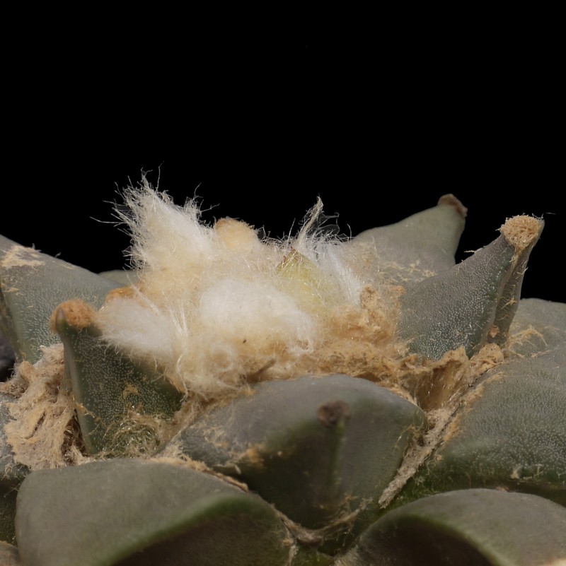 Ariocarpus retusus photo 6