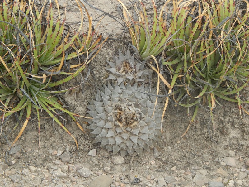 Ariocarpus retusus photo 7