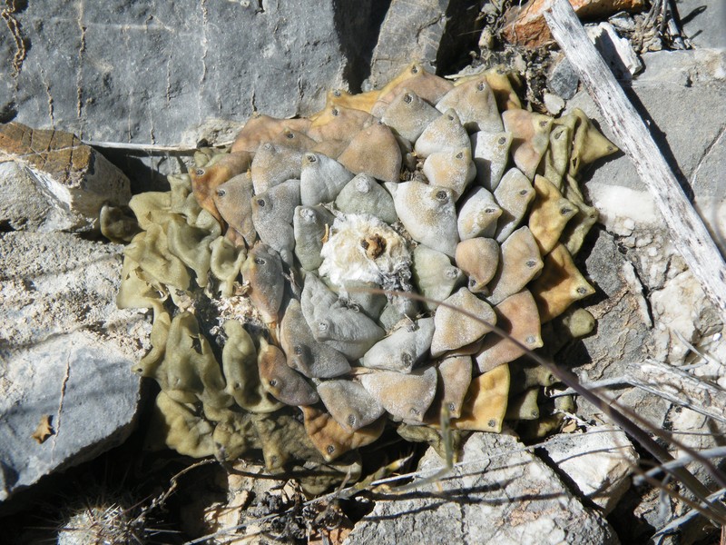 Ariocarpus retusus photo 8