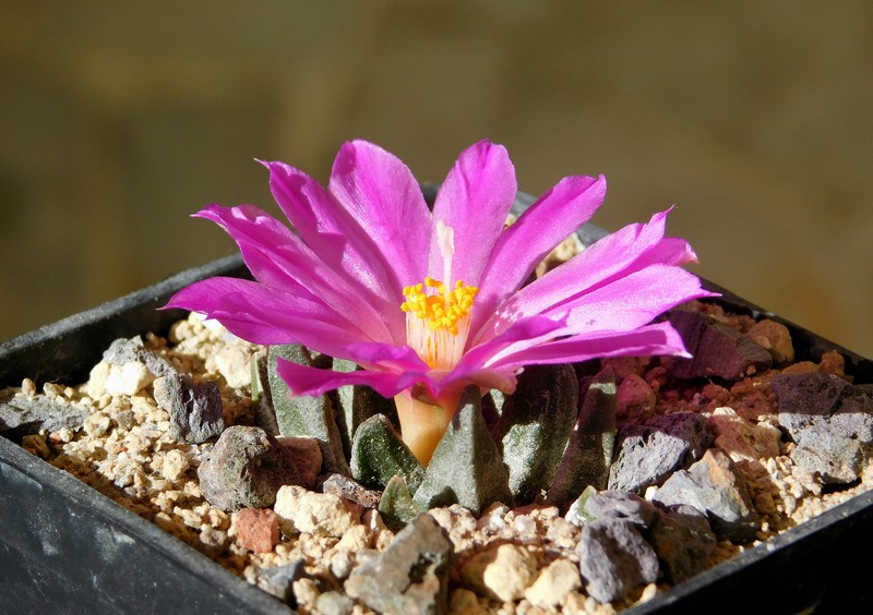 Ariocarpus scaphirostrus