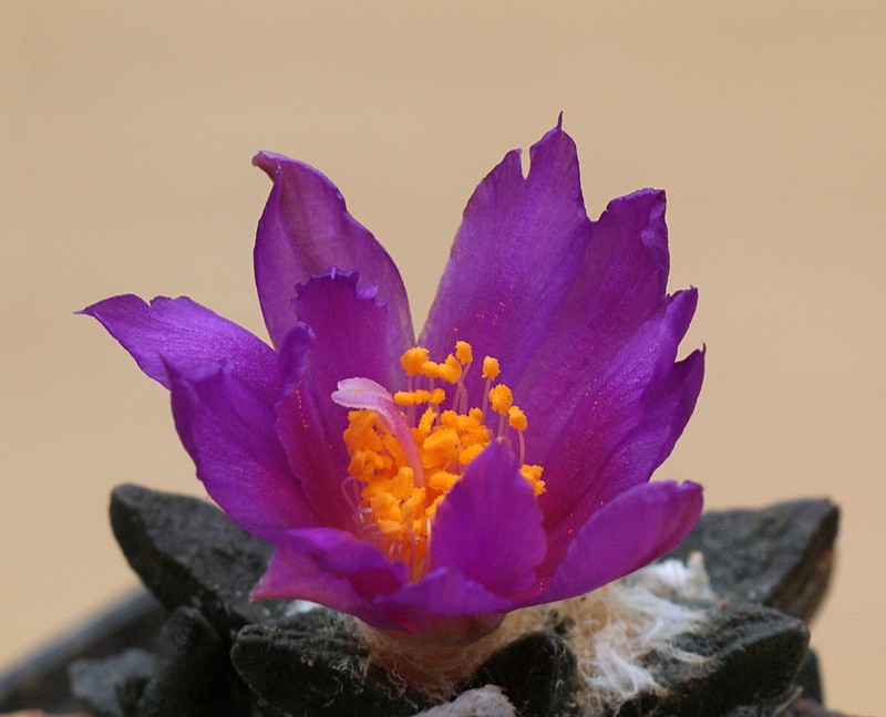 Ariocarpus scaphirostrus photo 2