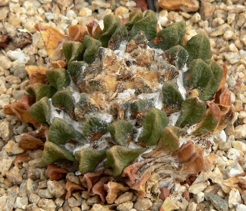 Ariocarpus scaphirostrus photo 3