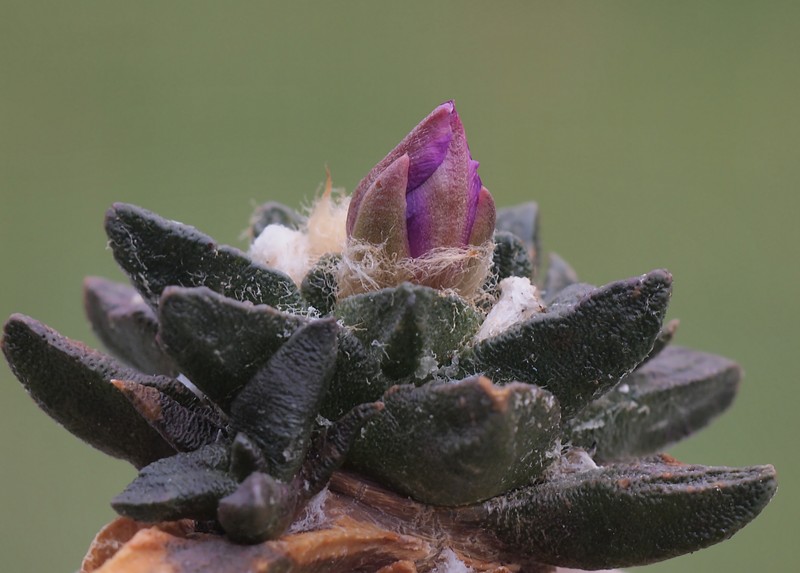 Ariocarpus scaphirostrus photo 4