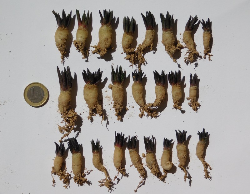 Ariocarpus scaphirostrus photo 5