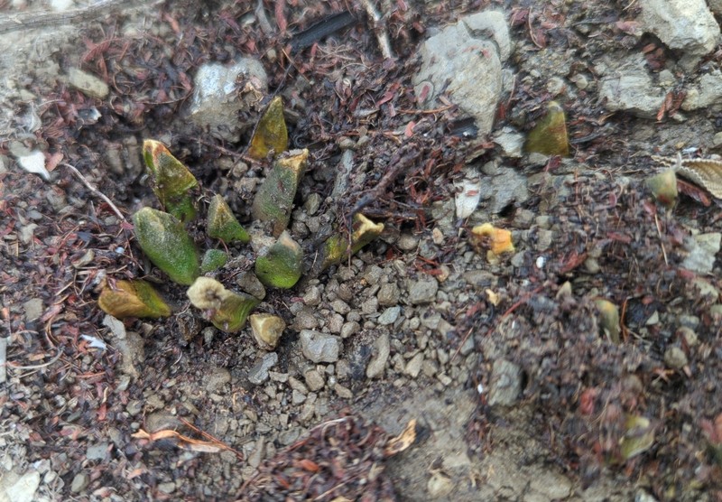 Ariocarpus scaphirostrus photo 7
