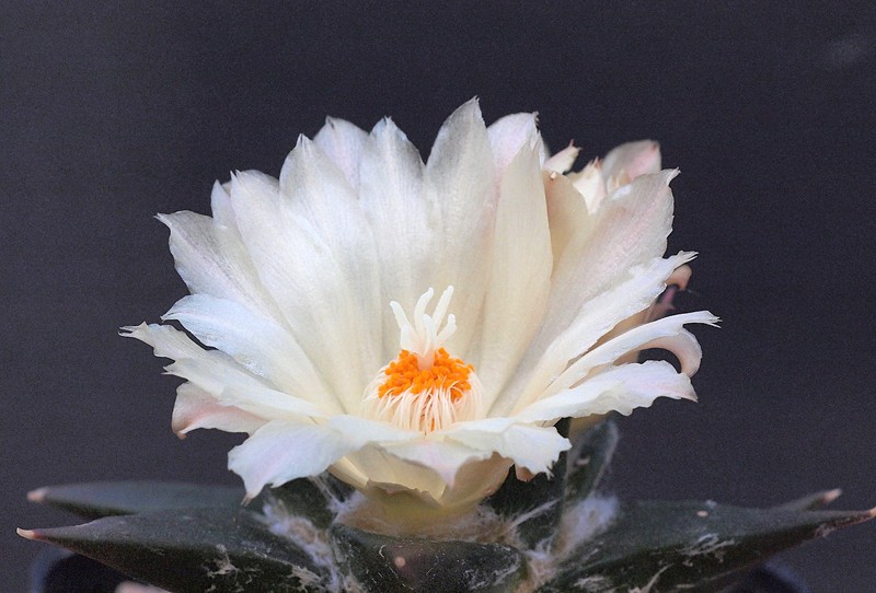 Ariocarpus trigonus