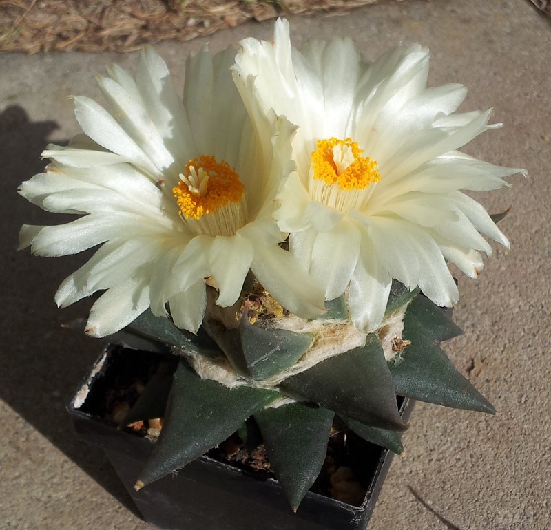 Ariocarpus trigonus photo 2