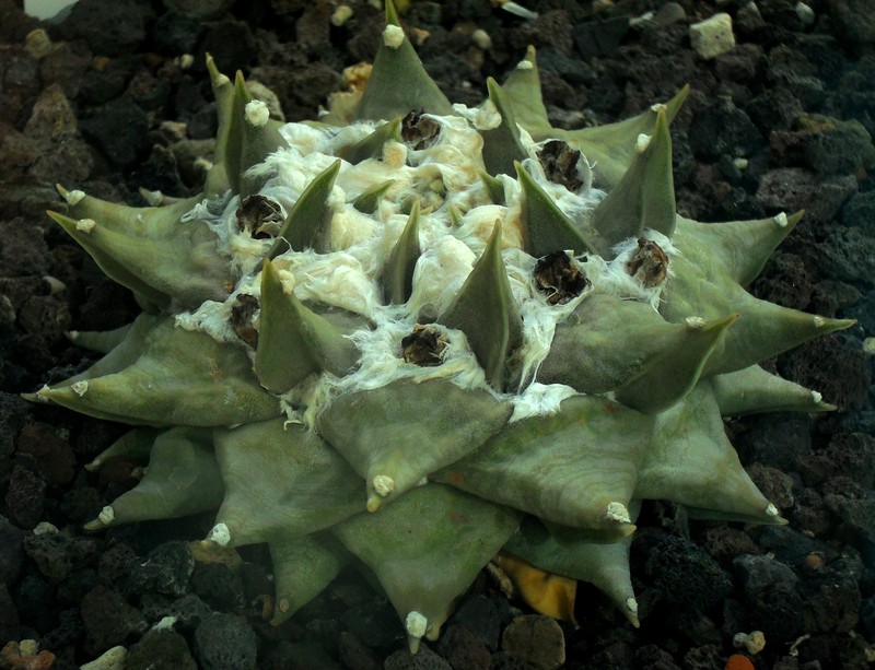 Ariocarpus trigonus photo 3