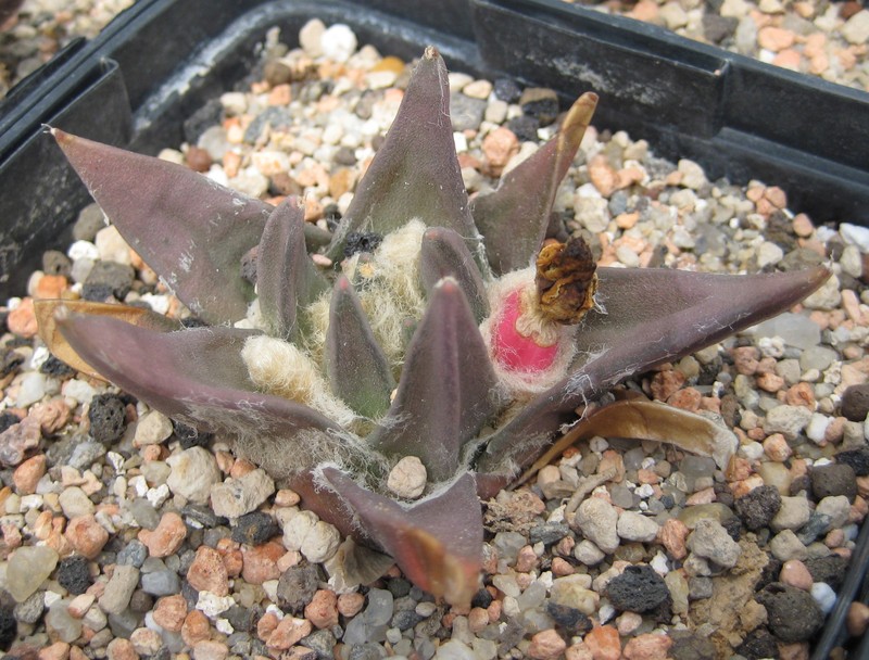 Ariocarpus trigonus photo 4