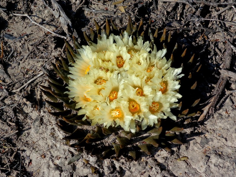 Ariocarpus trigonus photo 5