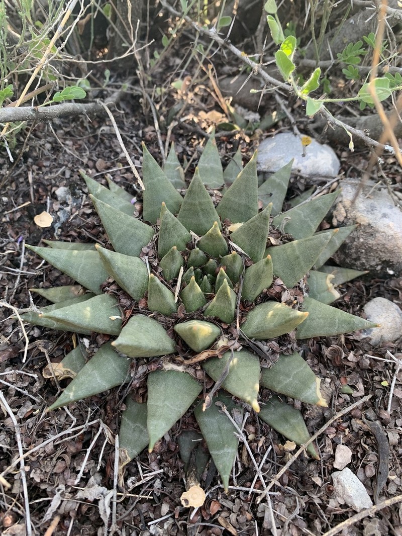 Ariocarpus trigonus photo 6