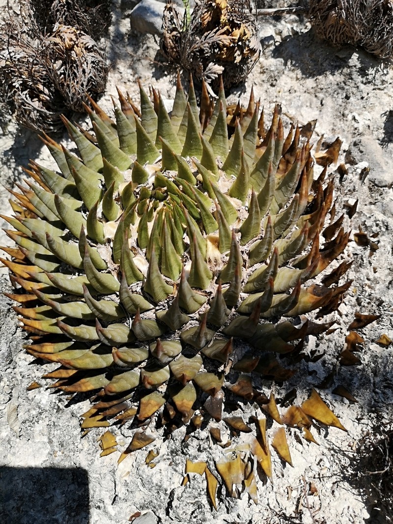 Ariocarpus trigonus photo 7