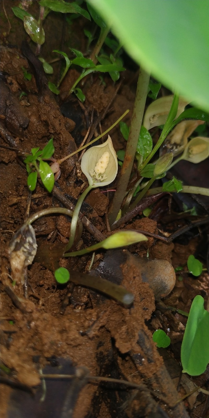 Ariopsis macrosperma photo 2