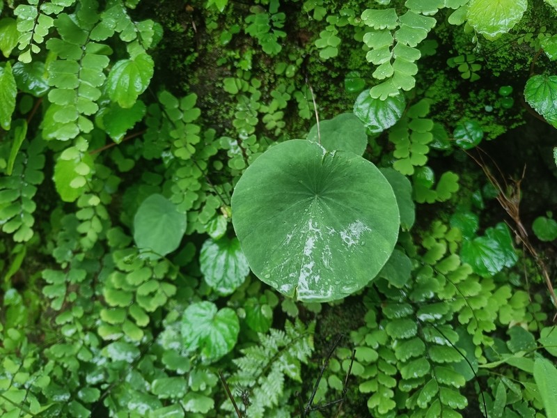 Ariopsis peltata photo 2