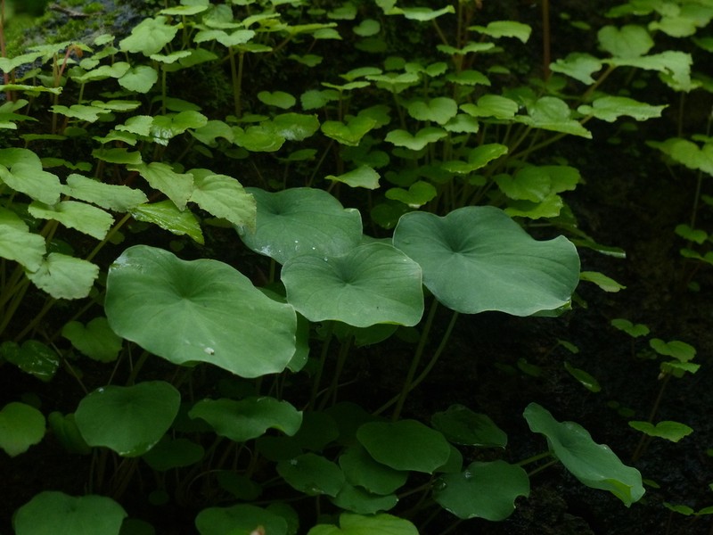 Ariopsis peltata photo 3