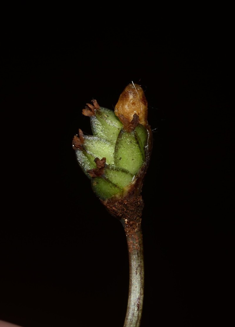 Ariopsis peltata photo 4