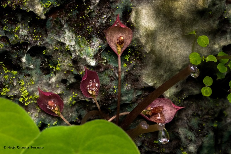 Ariopsis peltata photo 5